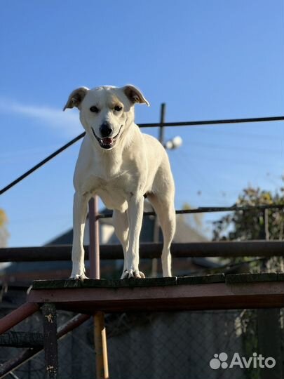 Метис лабрадора