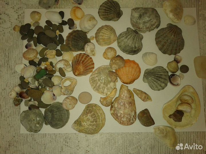 Ракушки и камни морские для аквариума