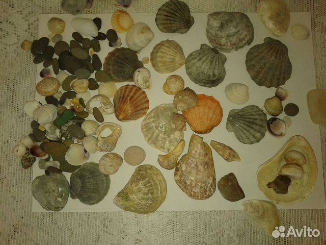 Ракушки и камни морские для аквариума