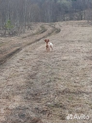 Взрослые сука и кобель породы бретонский эпаньоль