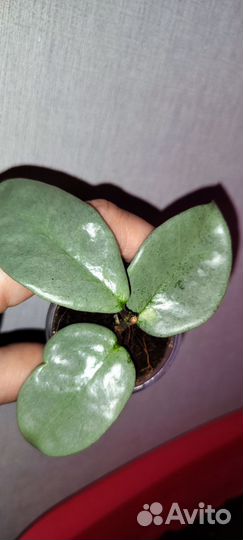 Хойя аргентия принцесса