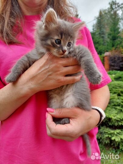 Котенок девочка