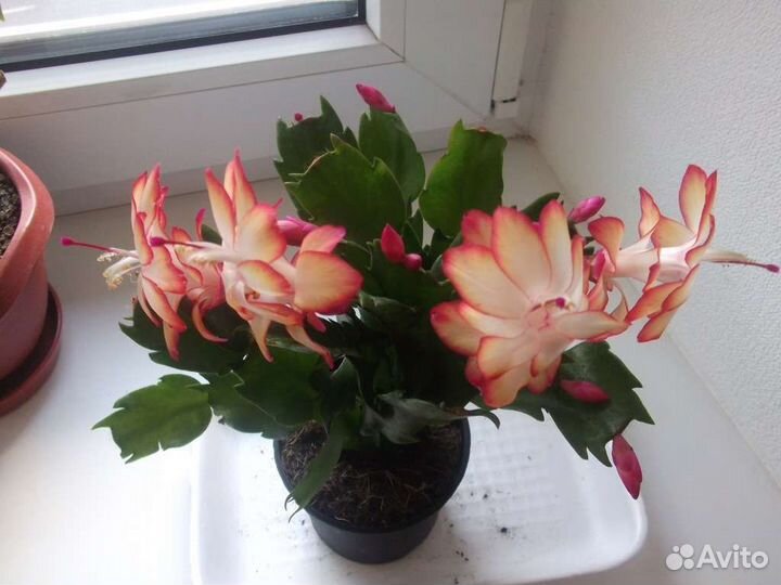 Декабрист Самба Бразил, и др, Рипсалидопсисы