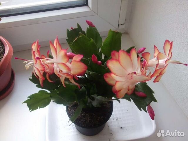 Декабрист Самба Бразил, и др, Рипсалидопсисы