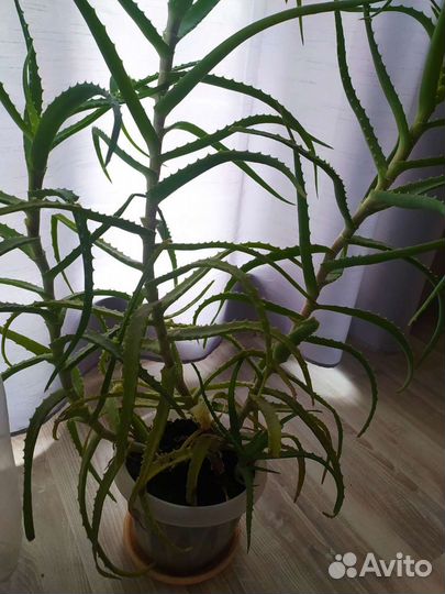 Алоэ лечебный 8 лет