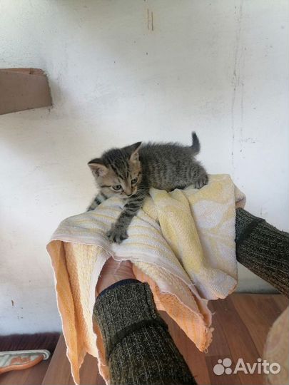 Котенок мальчик тигровый