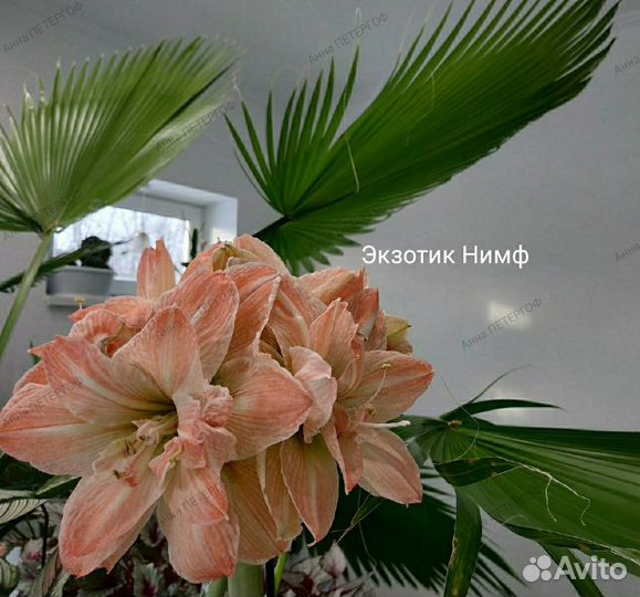 Гиппеаструмы сортовые