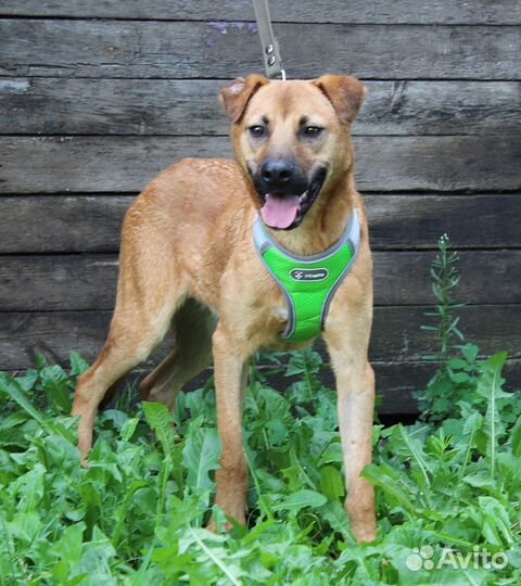 Собака Рой ищет дом