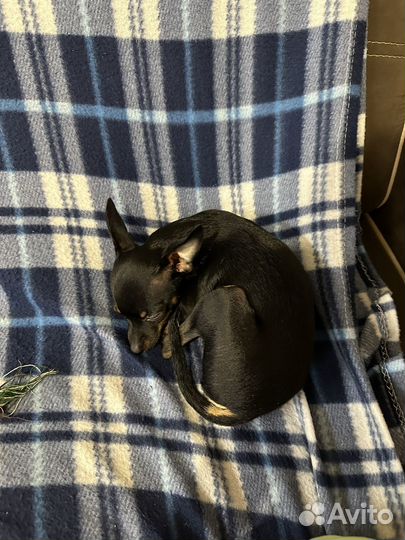 Той-терьер мини