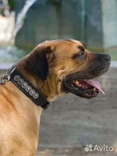 Ошейники для собак