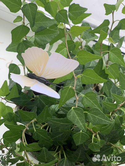 Штекер-бабочка, украшение для комнатных цветов