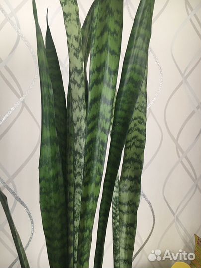 Сансевиерия