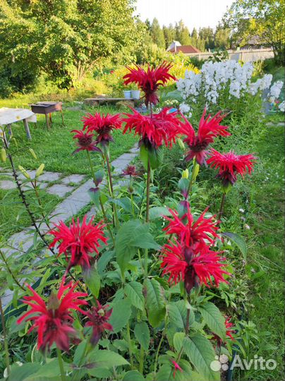 Дачные многолетники