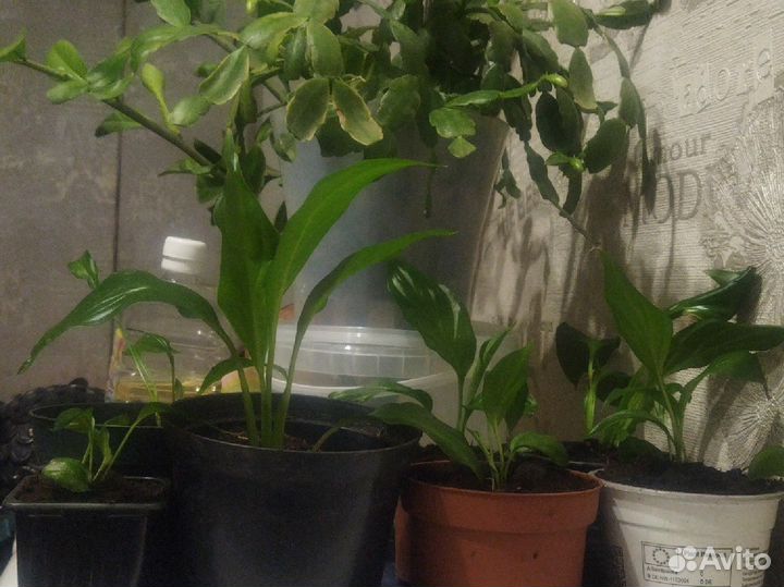 Цветущие комнатные цветы