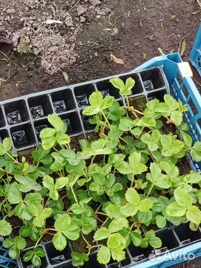Рассада клубники земляники много сортов