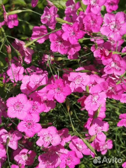 Цветы для дачи, сада, ясколка, яснотка, гвоздика