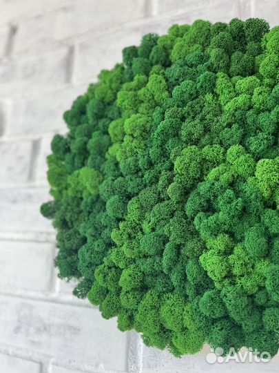 Панели из стабилизированного мха