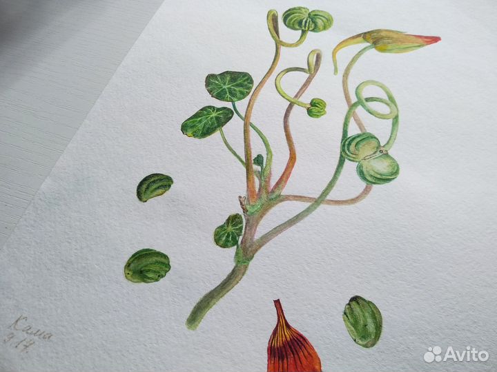 Акварельные картины