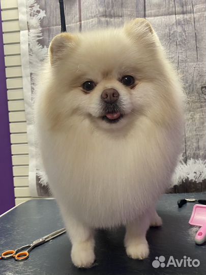 Стрижка собак