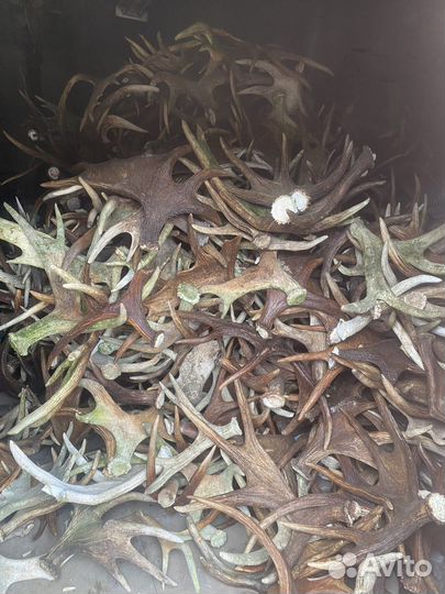 Рога оленя лося