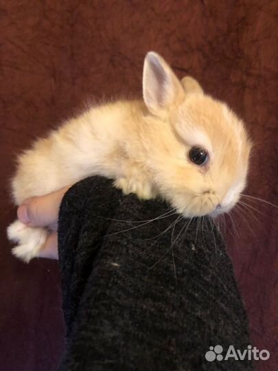 Карликовые домашние крольчата.1 мес