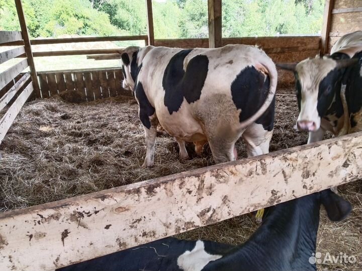 Мясо говядина (быки)