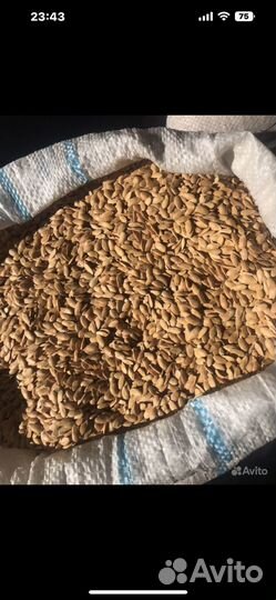 Семена дыни эфиопка