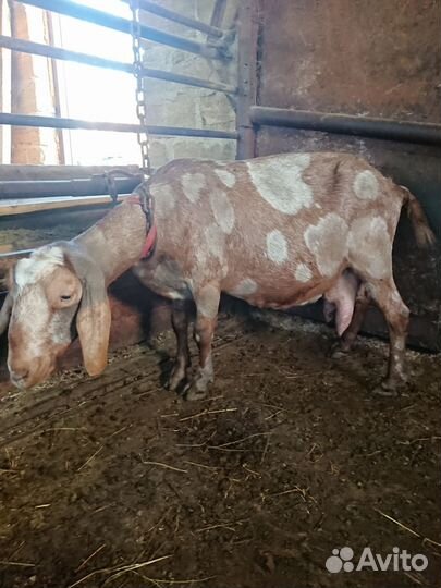 Нубийские козы