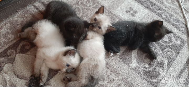 Кошки