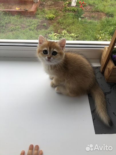 Британские котята золотая шиншилла