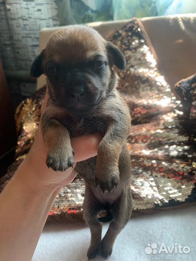 Щенки бесплатно