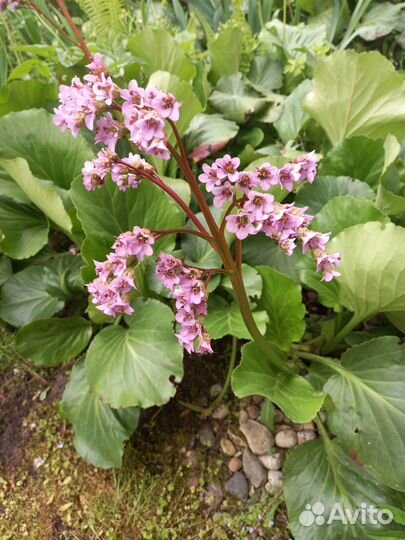 Многолетние садовые цветы