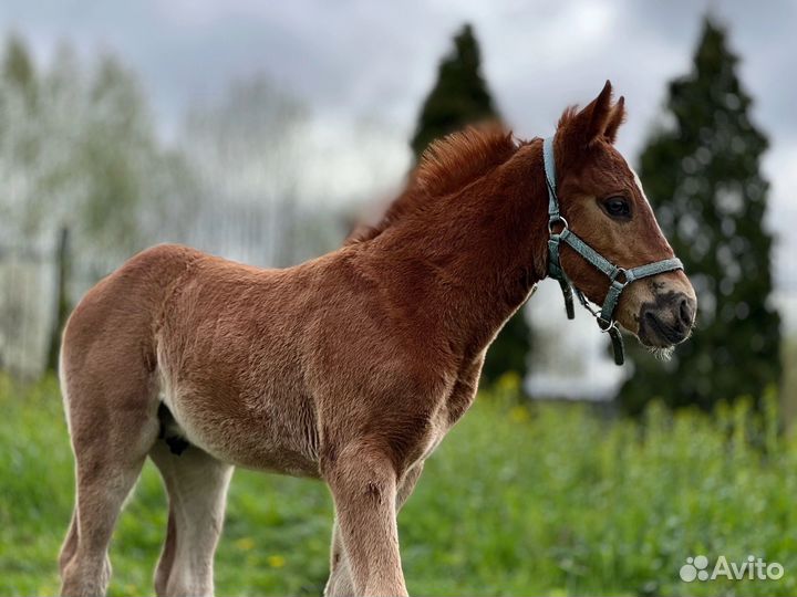 Лошади разные