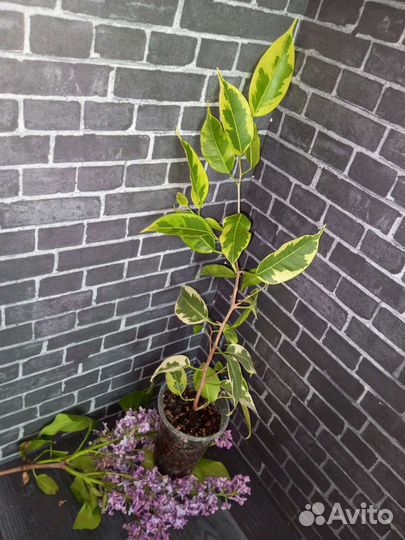 Сортовые фикусы