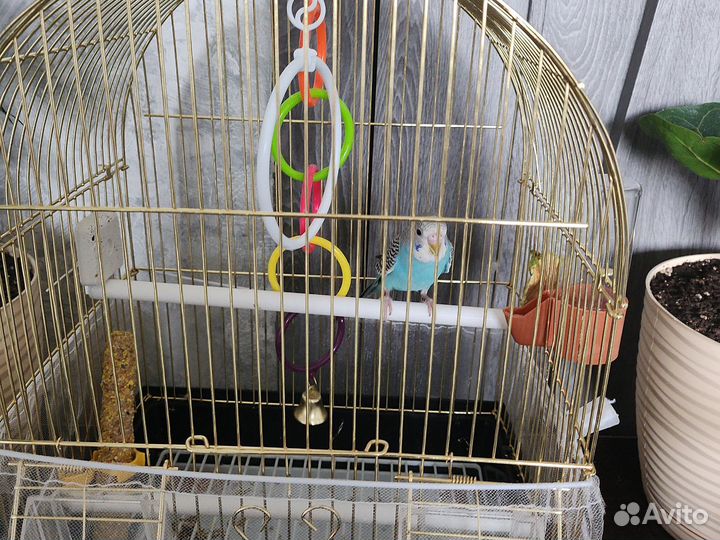 Продаётся волнистые попугай