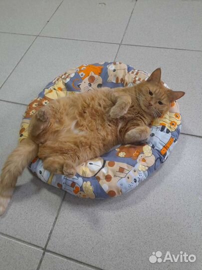 Маруся ищет дом