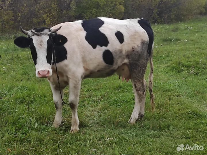Домашние животные