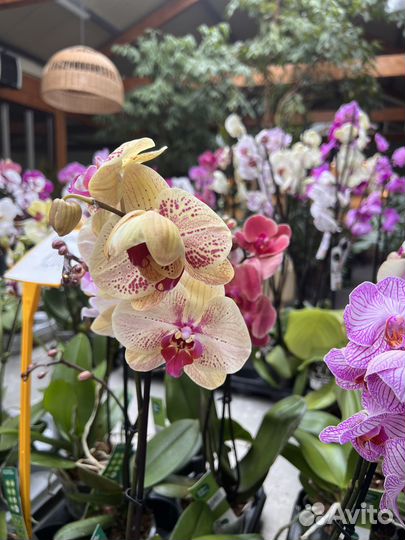 Орхидея, фаленопсис