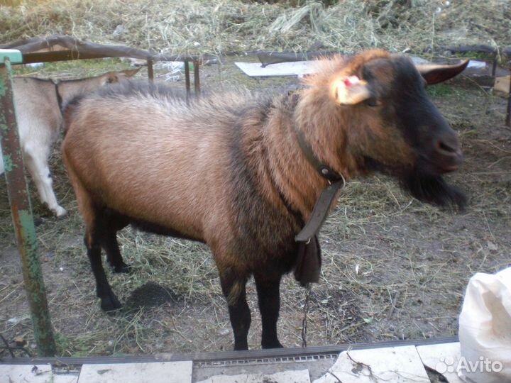 Козлята 4- 6 месяцев