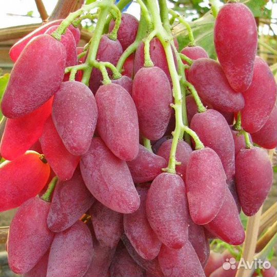 Саженцы Винограда Дубовский розовый