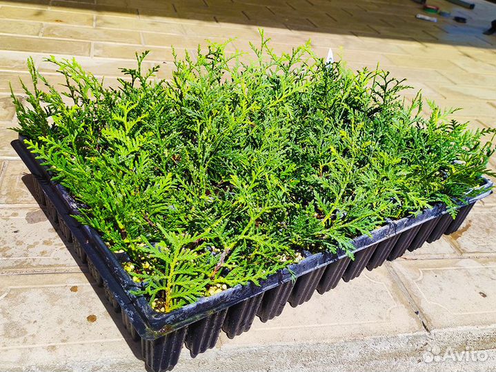 Туя с доставкой