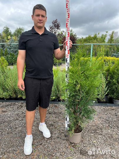 Туя Cмарагд оптом и в розницу