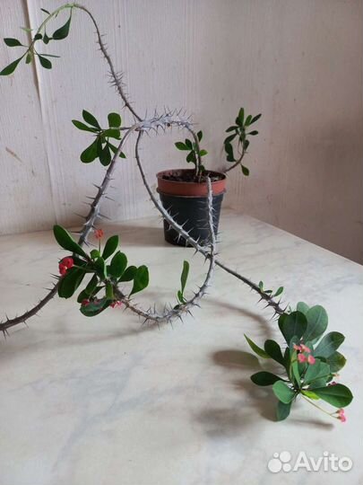 Молочай многоцветковый