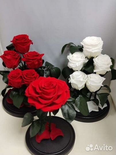 Роза стабилизированная оптом и в розницу