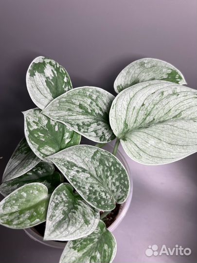 Сциндапсус экзотика, силтвер энн, жаде сатин, хиро