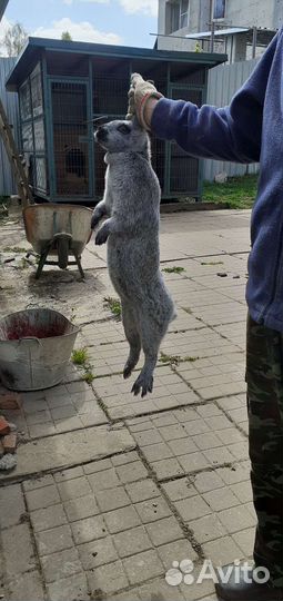 Полтавское серебро