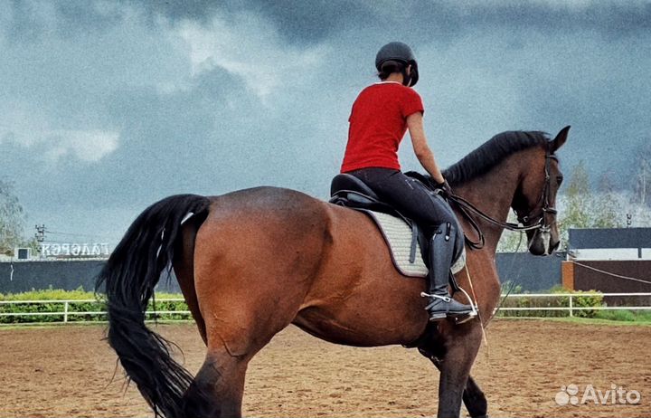 Коновод / берейтор