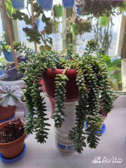 Суккуленты Седум Бурито