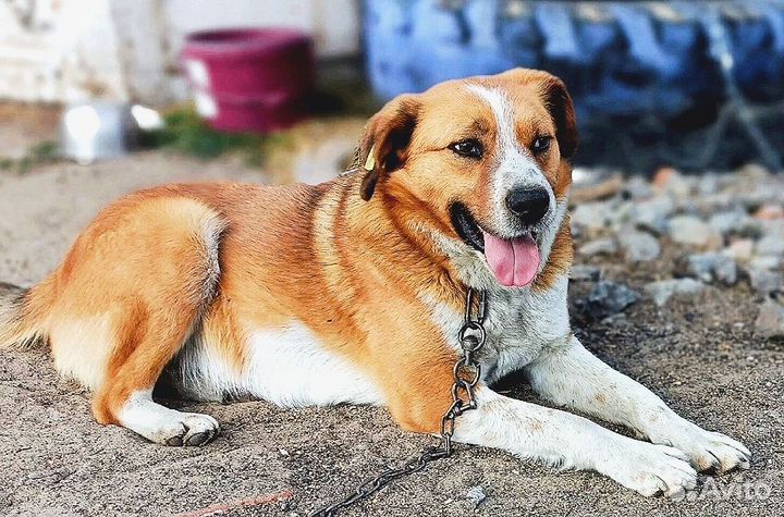 Пёсик грустит без вас нужен дом