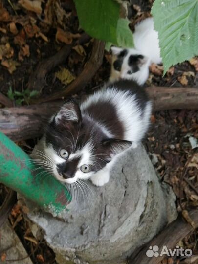 Котята в добрые руки бесплатно